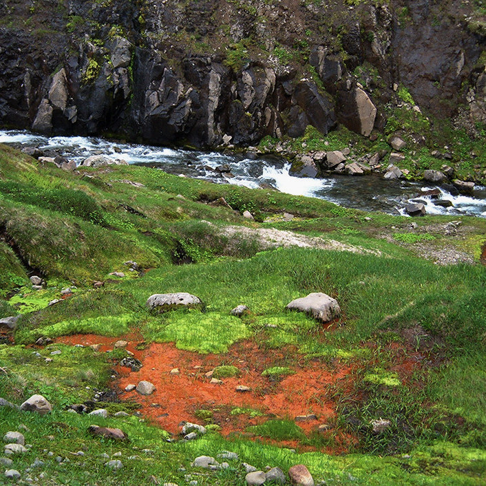 Mýrarrauði við Skútuá